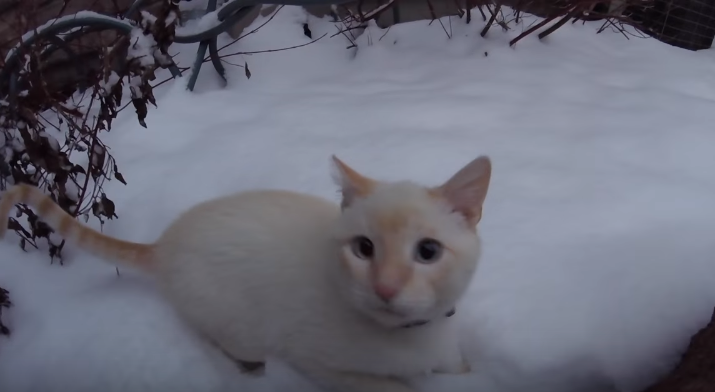 圖片來源:frozen kitten