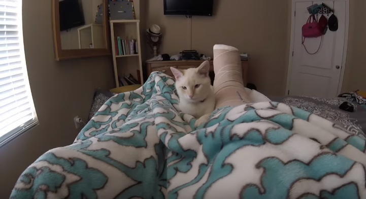 圖片來源:frozen kitten