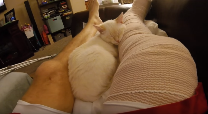 圖片來源:frozen kitten