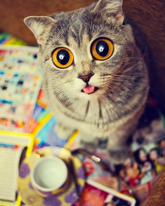 圖片來源:melissa_scottish/instagram