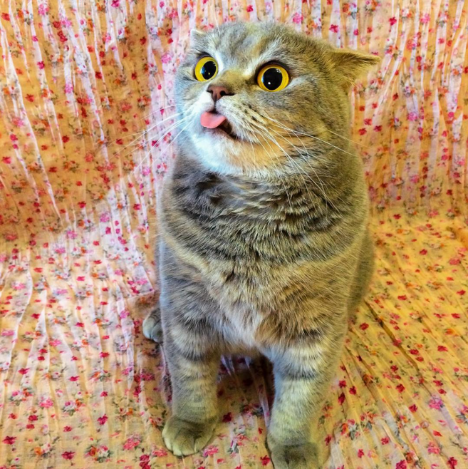 圖片來源:melissa_scottish/instagram