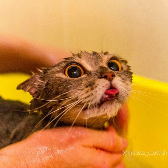 圖片來源:melissa_scottish/instagram