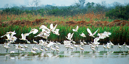 圖片來源：旅發局