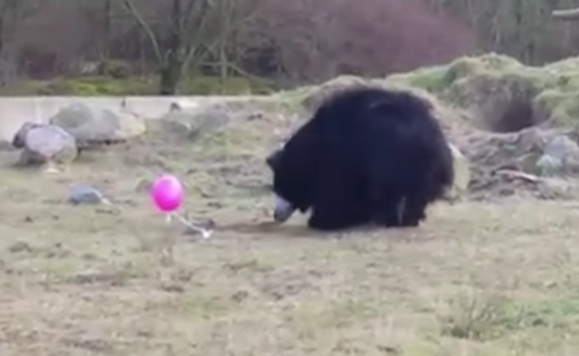 圖片來源:Storyful News/youtube