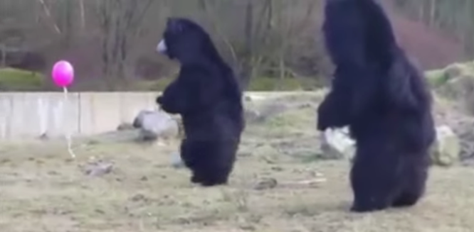 圖片來源:Storyful News/youtube