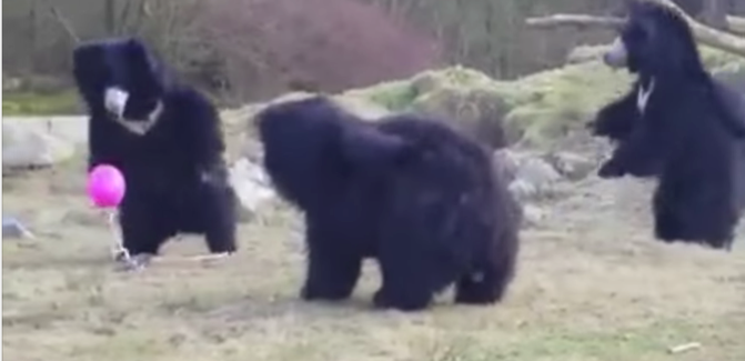 圖片來源:Storyful News/youtube