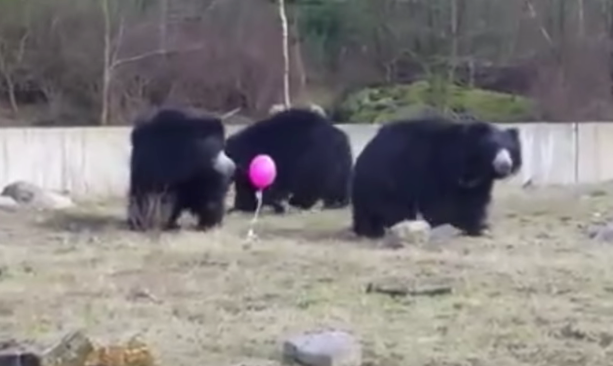 圖片來源:Storyful News/youtube