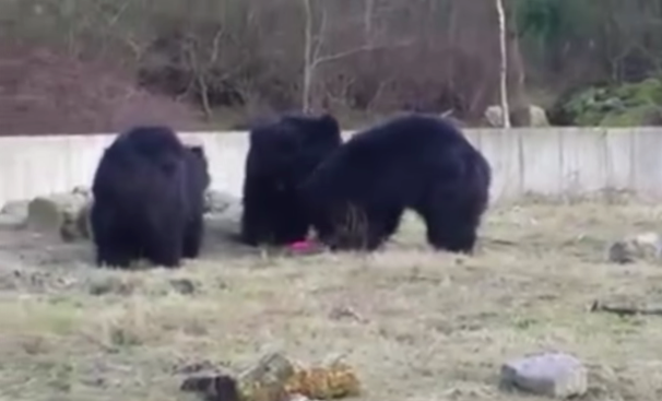 圖片來源:Storyful News/youtube