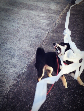 圖片來源:moutenaisumaru/twitter