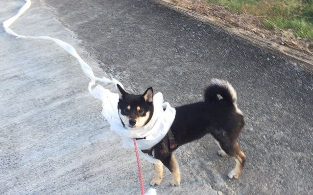 圖片來源:moutenaisumaru/twitter