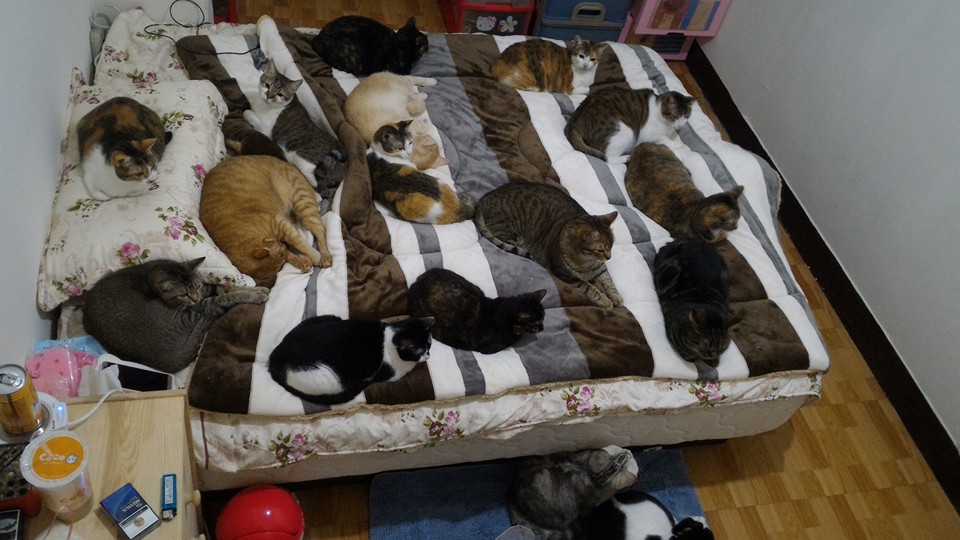 圖片來源:Chen Yi-chun/●【爆廢公社】●