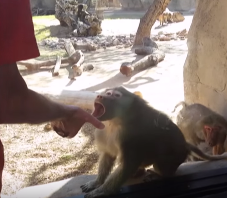 圖片來源:AFVMobile