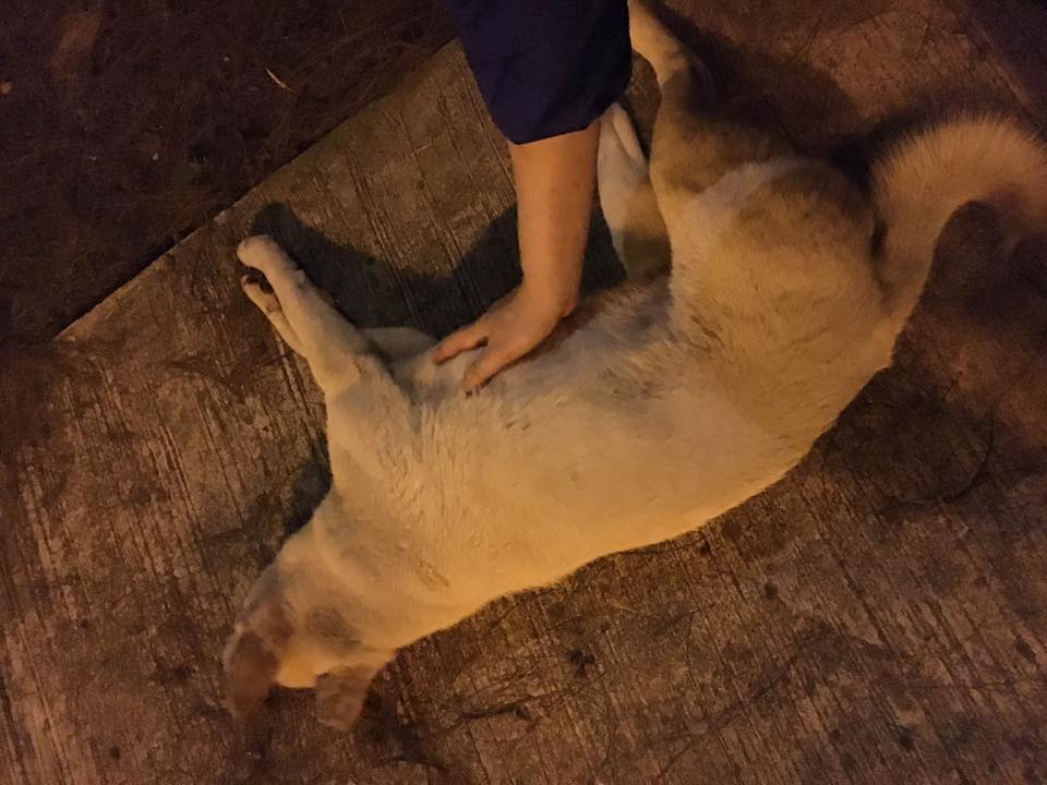 圖片來源： Kaya Leung／唐狗會學習營