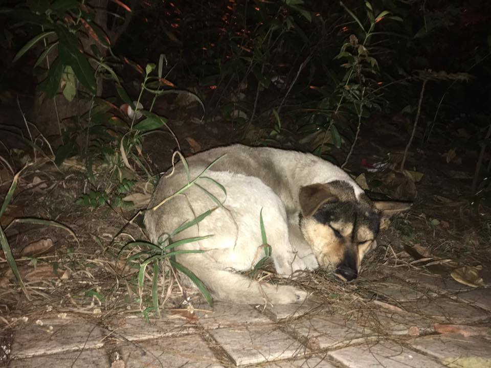 圖片來源： Kaya Leung／唐狗會學習營