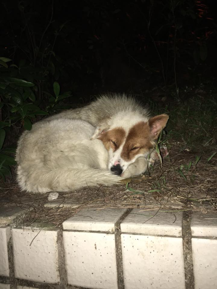 圖片來源： Kaya Leung／唐狗會學習營