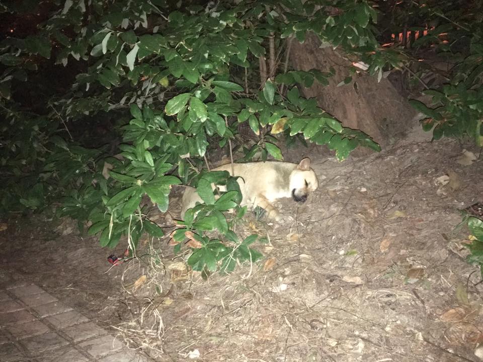 圖片來源： Kaya Leung／唐狗會學習營