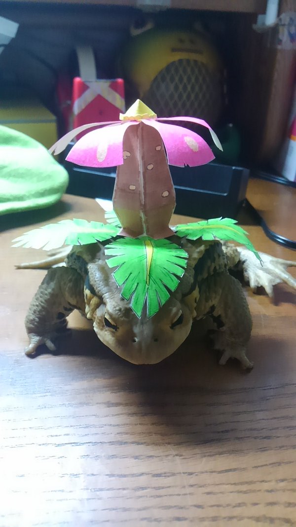 圖片來源:bombina0/twitter