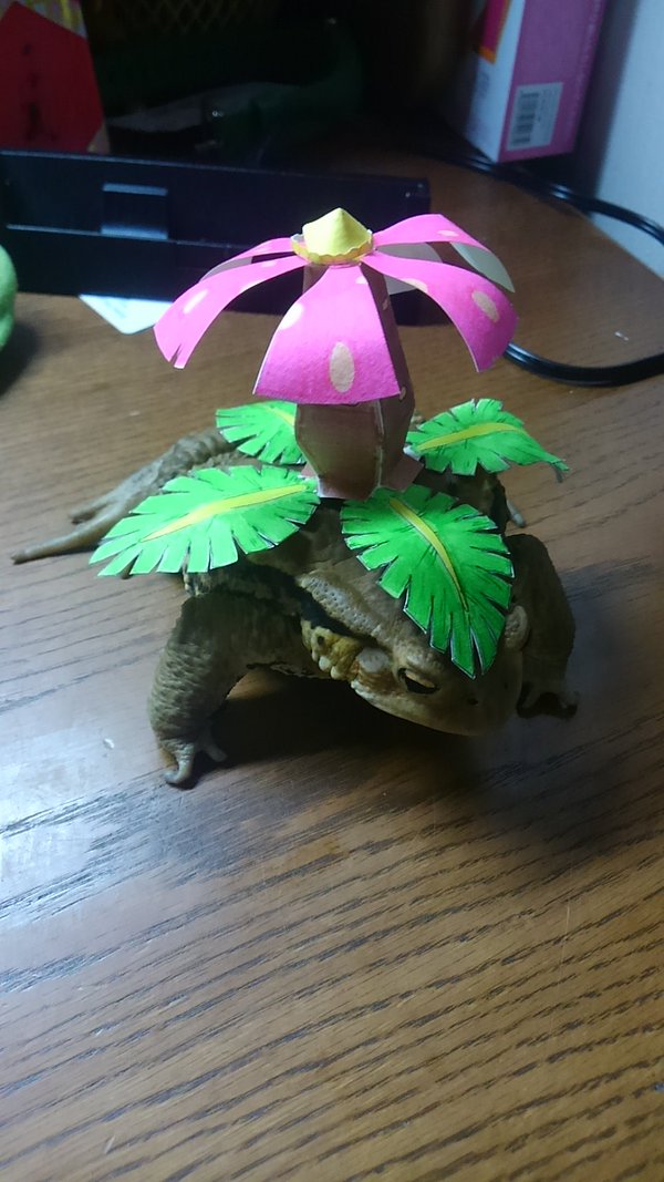 圖片來源:bombina0/twitter