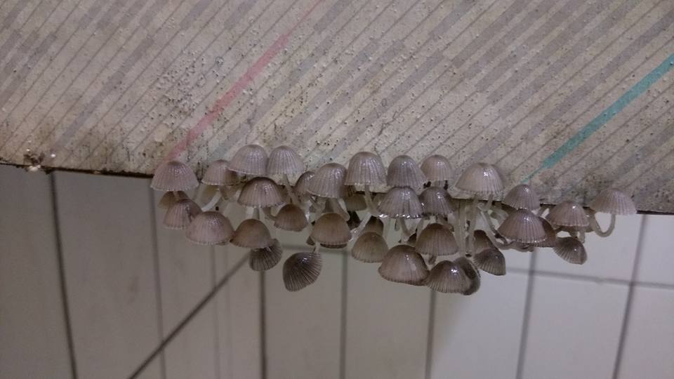  圖片來源：‎呂慈慈‎／●【爆料公社】●