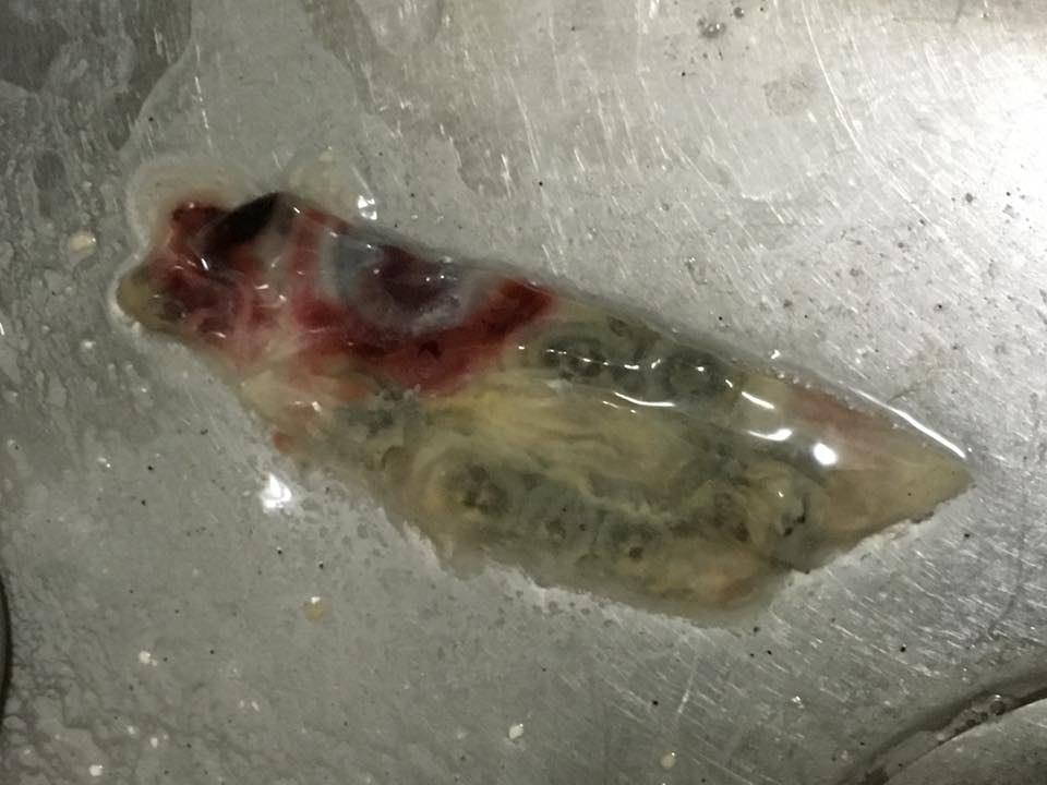 圖片來源:Anthony Tsang