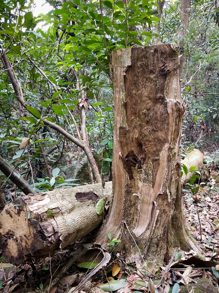 圖片來源：Tony Ma（資料圖片）