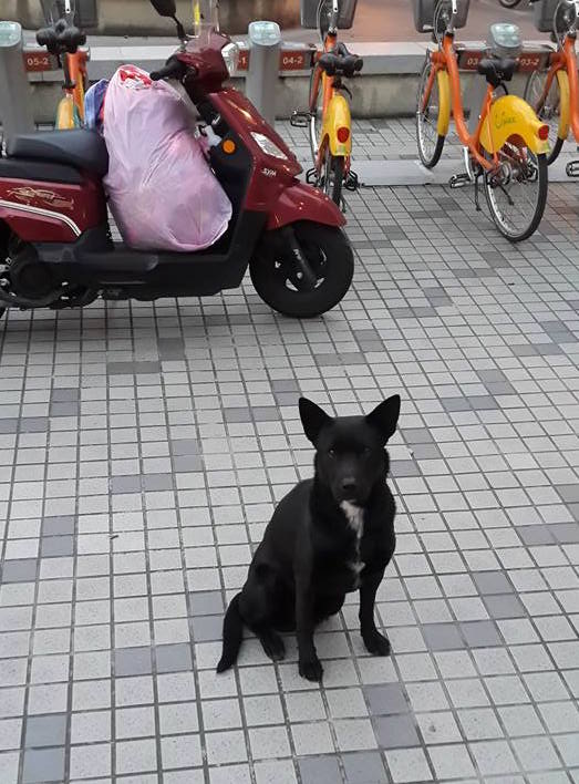 圖片來源：何金