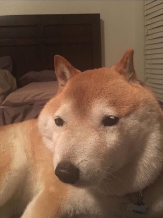 圖片來源：trash_eater_dog／twitter