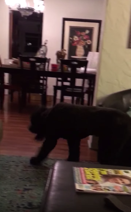 圖片來源：madison blakey/youtube