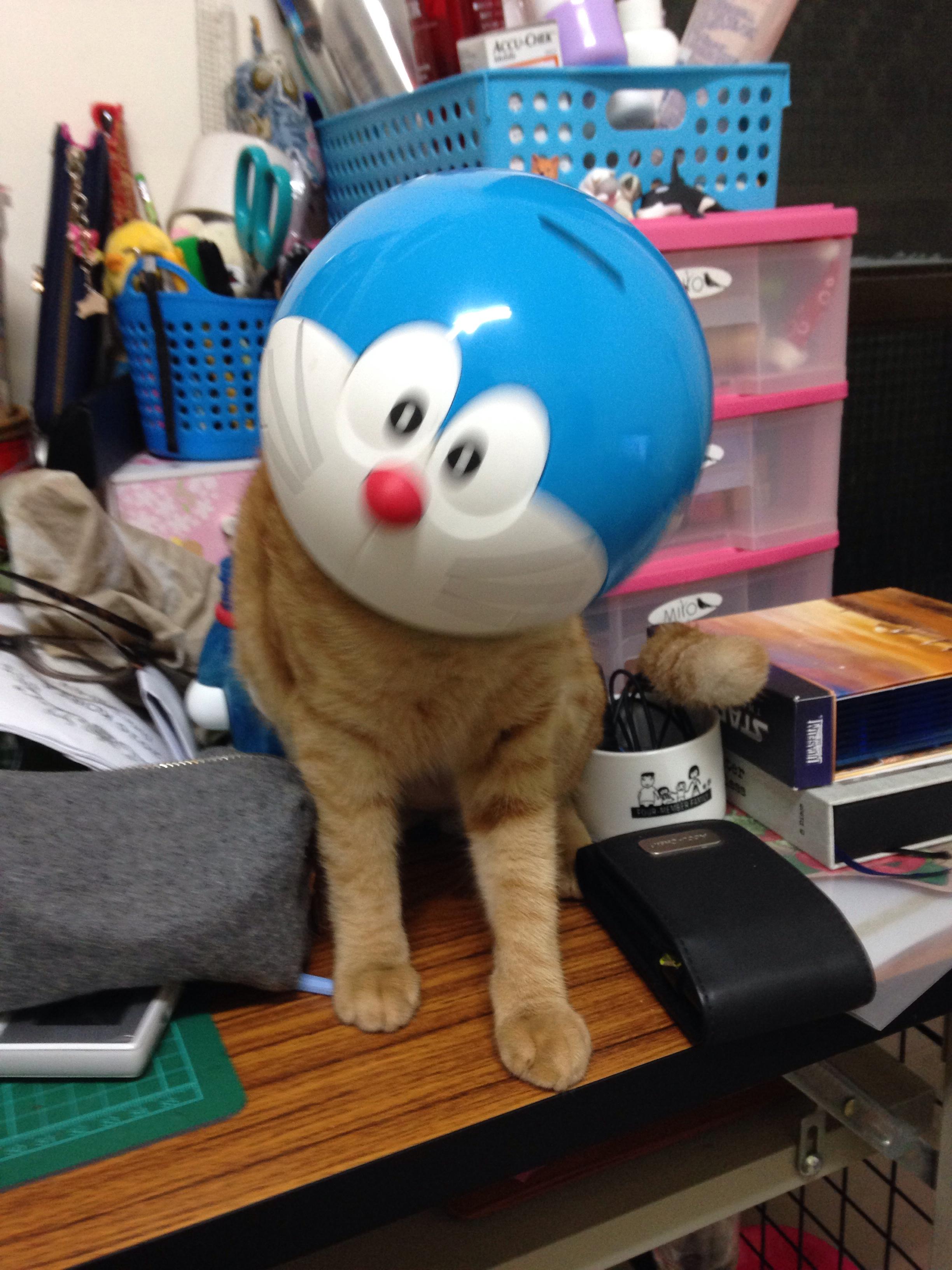 圖片來源：wumaywumay/PTT