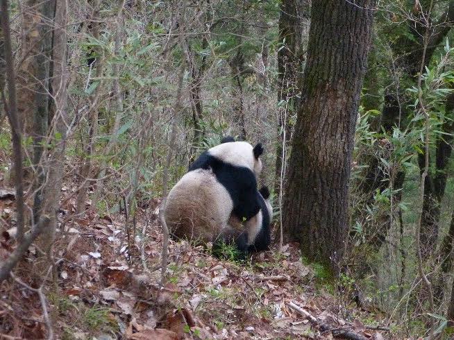 圖片來源： 華商網