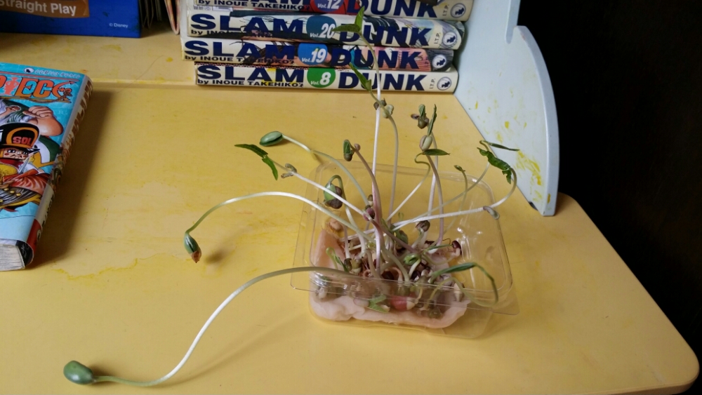 圖片來源：maxxmas