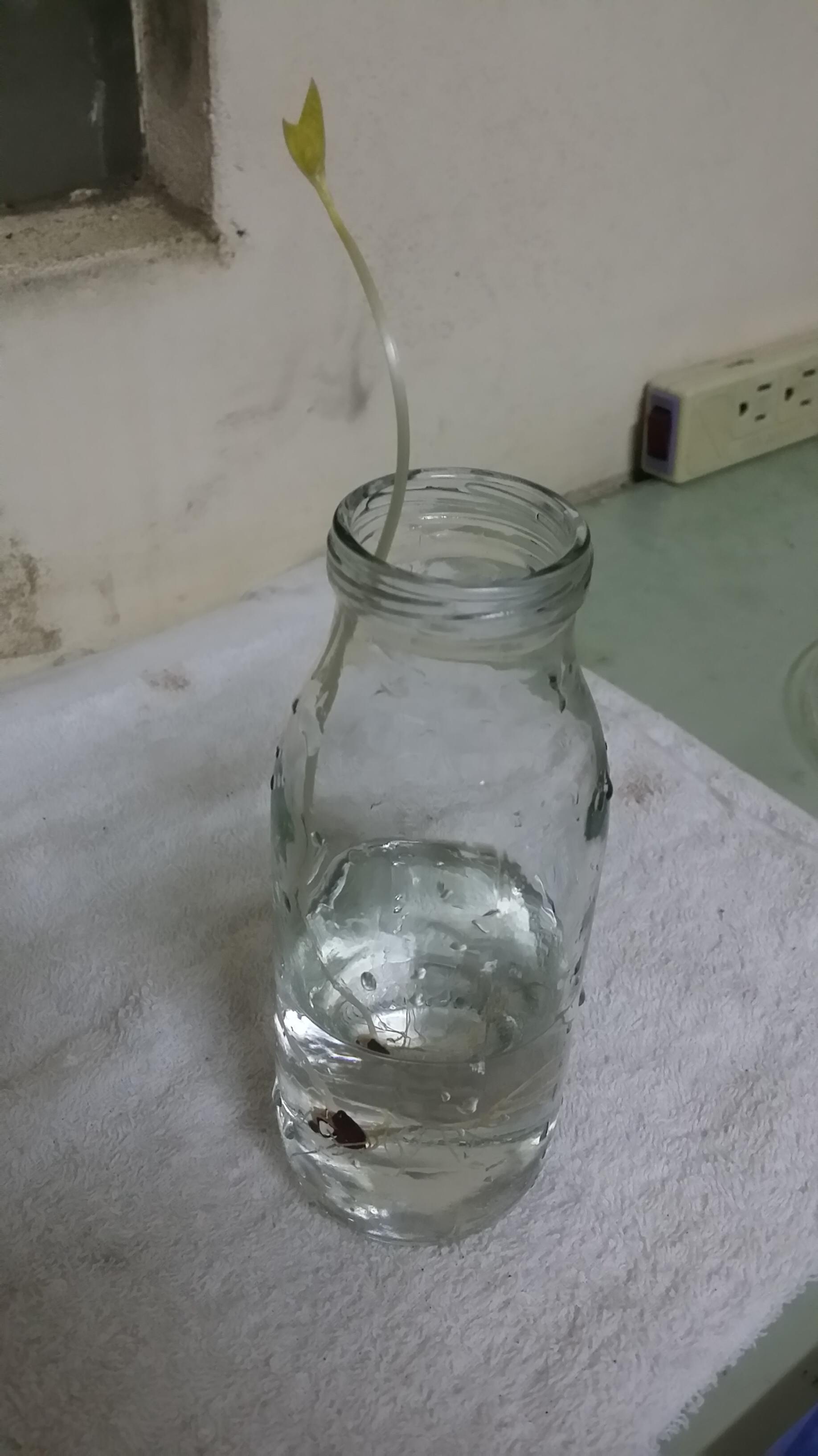 圖片來源：VivaFox/PTT