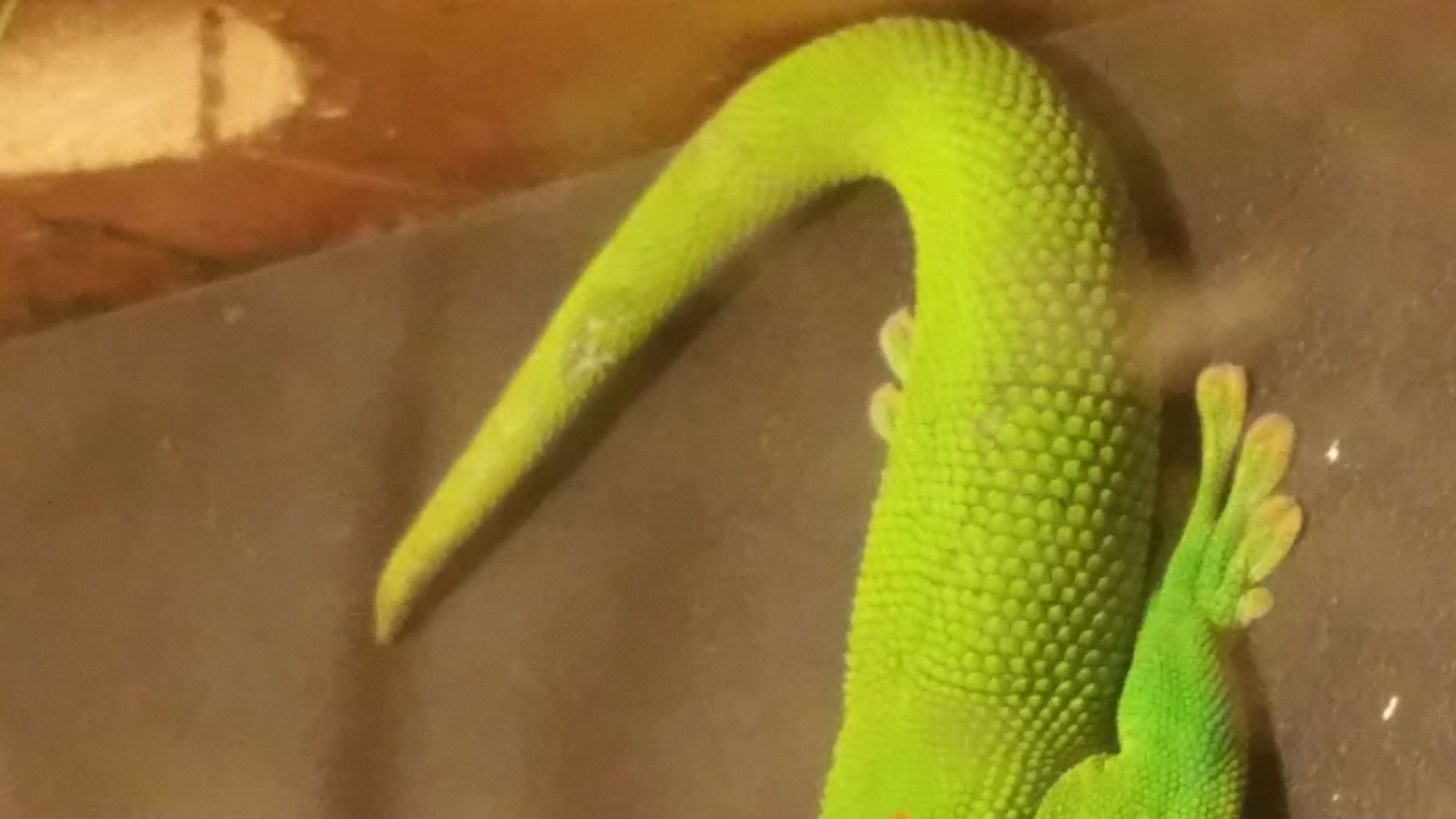 圖片來源： imgur