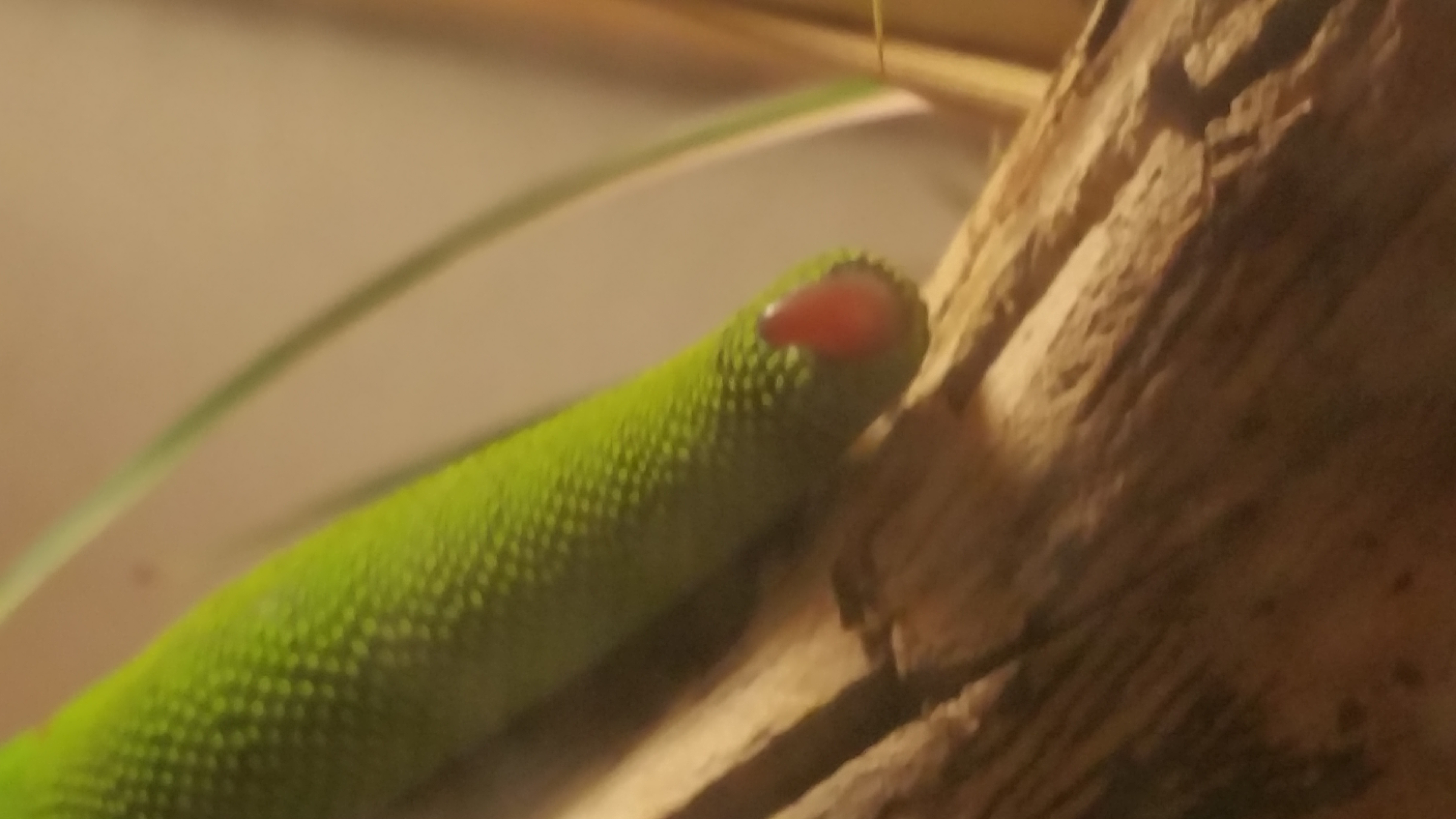 圖片來源： imgur