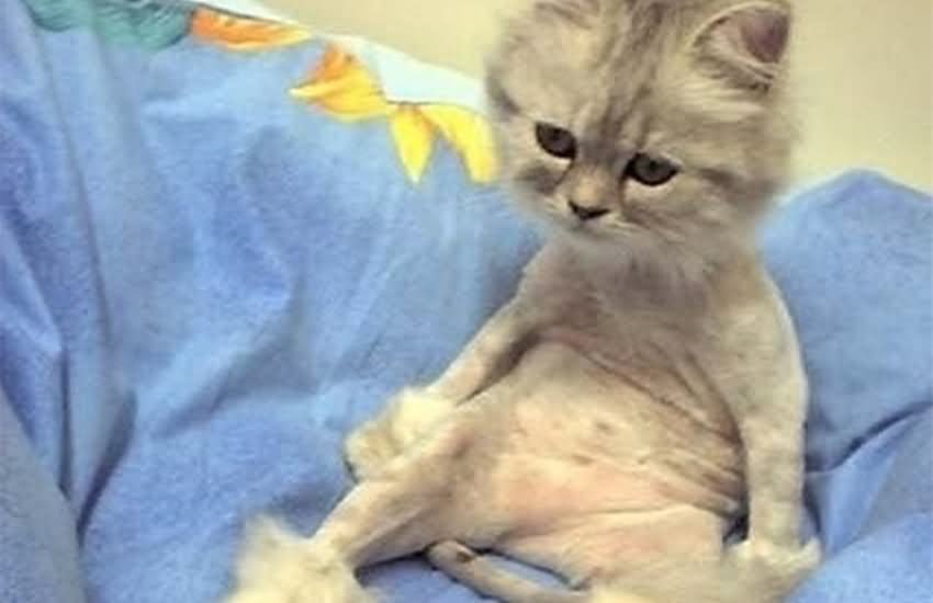 圖片來源:petbird.tw