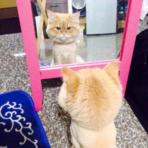 圖片來源: tomarigi25/twitter