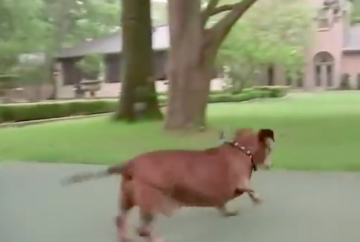 圖片來源：Skinny Vinnie of K-9 Angels Rescue Houston/Facebook