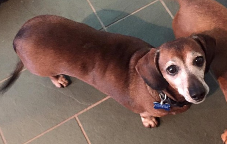 圖片來源：Skinny Vinnie of K-9 Angels Rescue Houston/Facebook