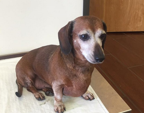 圖片來源：Skinny Vinnie of K-9 Angels Rescue Houston/Facebook