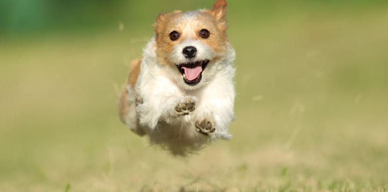 圖片來源:sora.tobuinu