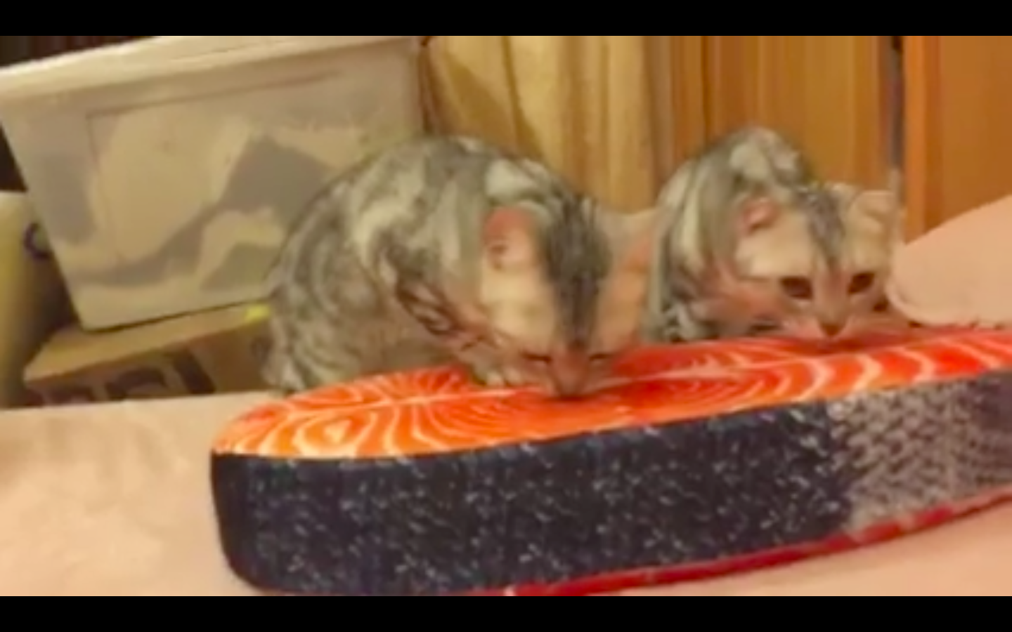 圖片來源：Gabriella Liu‎