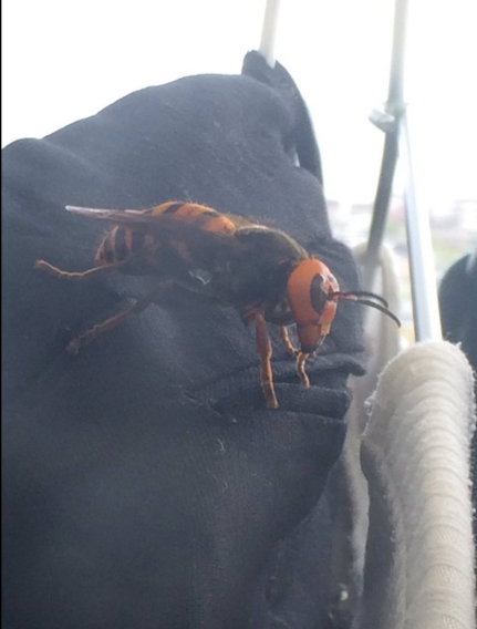 圖片來源：sun_s_k/twitter