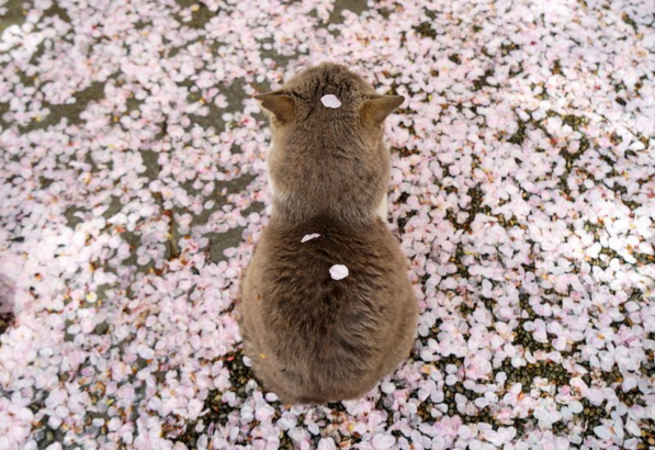 圖片來源：nori22/twitter