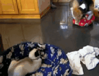 圖片來源：imgur