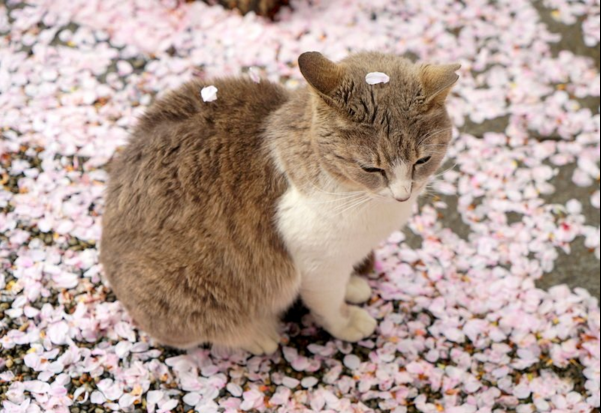 圖片來源:nori22/twitter