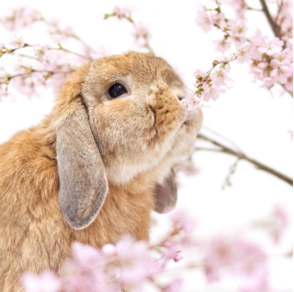 圖片來源:mumitan/instagram