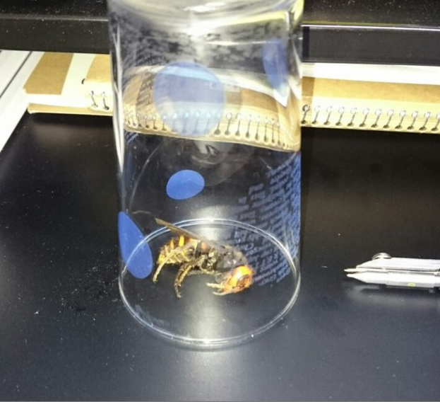 圖片來源:sun_s_k/twitter