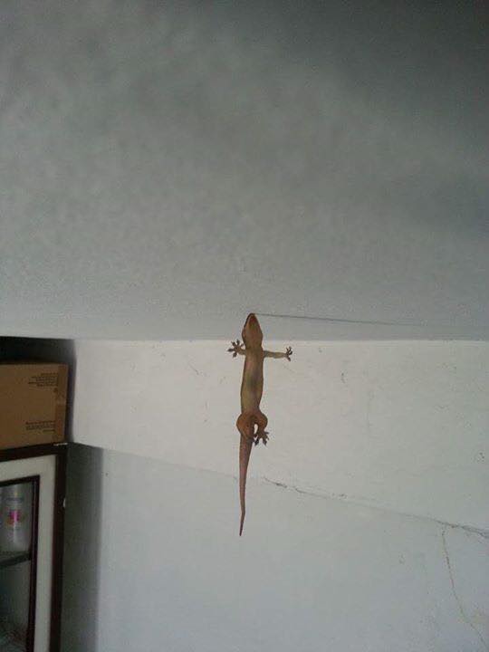 圖片來源:Jazz Hoon/●【爆廢公社】●