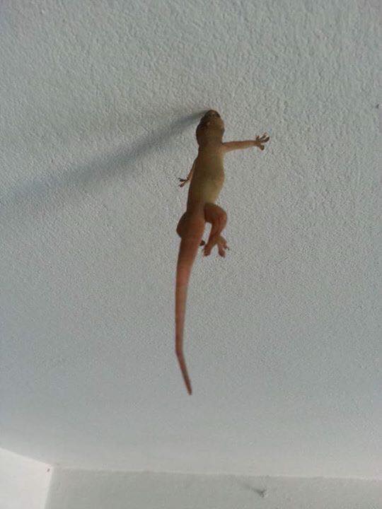 圖片來源:Jazz Hoon/●【爆廢公社】●