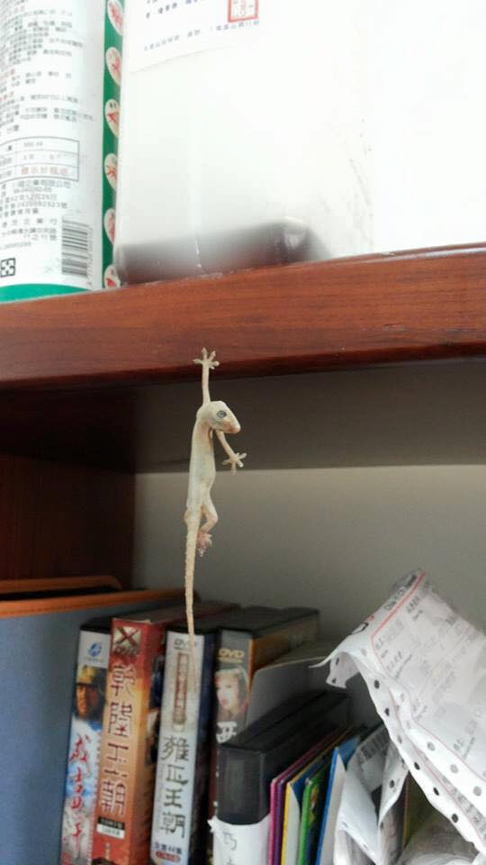 圖片來源:Sheng Chen/●【爆廢公社】●